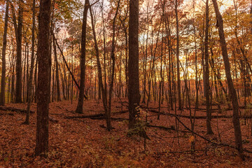 autumn forest in the morning