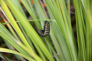butterfly on a green leaf