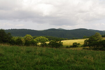 Scenery of a ranch with green and tree,ranch summer landscape
