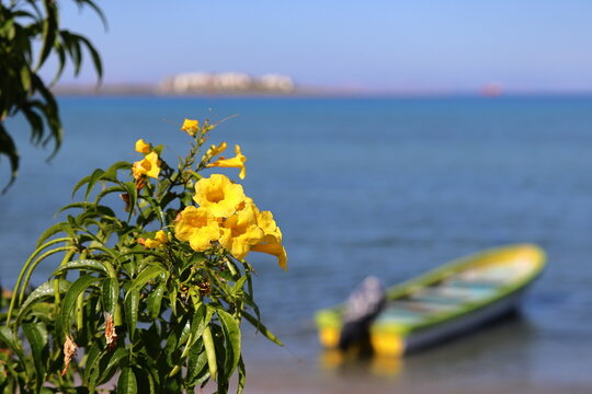 Yellow trumpet shaped begonia flowers called Tecoma stans. In the background, a fishing boat by the ocean