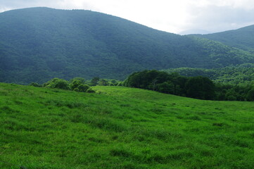 Scenery of a ranch with fresh green,ranch summer landscape,round hill landscape