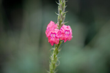 pink and white flower