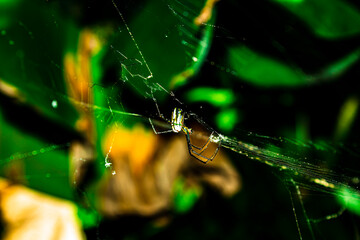 A spider walks all over the web it has spinned
