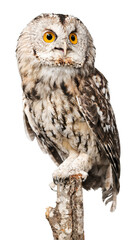 Eagle Owl Sitting on a Tree Branch