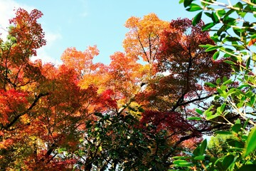 絶景，秋，紅葉，京都，日本，お寺，水の波，風景, 旅行, 建築, 自然, 木, 背景, 黄色, 庭, 光