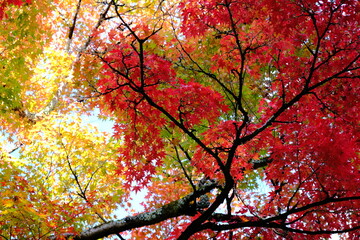 絶景，秋，紅葉，京都，日本，お寺，水の波，風景, 旅行, 建築, 自然, 木, 背景, 黄色, 庭, 光