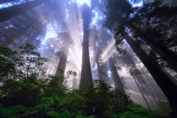 Rays of Light in the Northern California redwoods on a foggy morning.   - obrazy, fototapety, plakaty