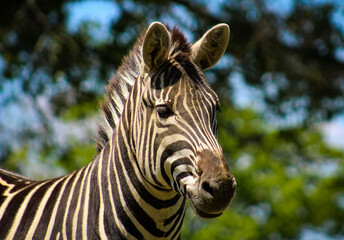 Fototapeta na wymiar head of zebra