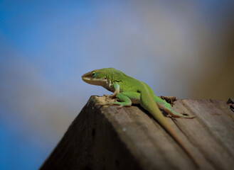 lizard on a tree