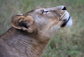 Fototapeta premium portrait of a lion