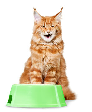 Ginger Cat Sitting Next to the Bowl