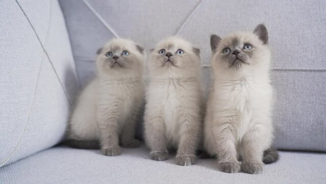 Cute kittens are looking at a moving object.
Three kittens sitting on the sofa at home look at the moving object.
