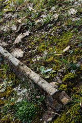Naklejka premium rust train trail in the heart of a forest