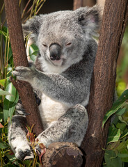 the cutest animal the koala