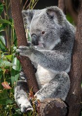 Fototapeta premium the cutest animal the koala