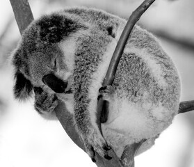 the cutest animal the koala