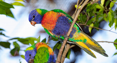 the colorful lorikeet parrot