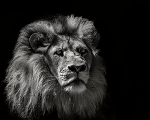 Obraz na płótnie Canvas the lion king of Africa