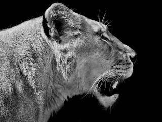 Fototapeta na wymiar the lion king of Africa