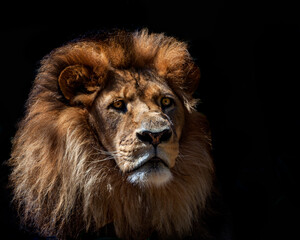 the lion king of Africa