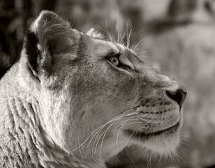 the lion king of Africa