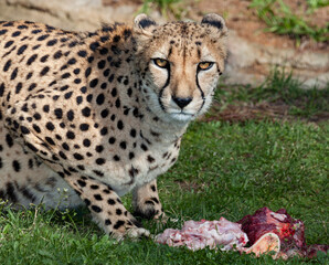 fastest animal the cheetah