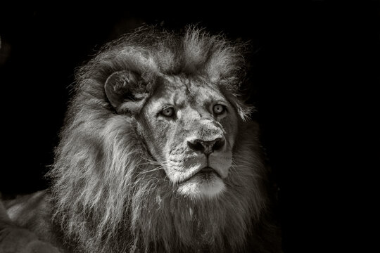 the lion king of Africa