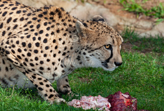 fastest animal the cheetah