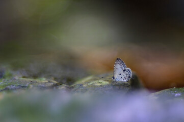 A beautiful butterfly in the forests of Thailand