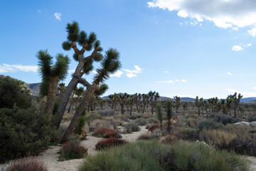 Joshua Trees in Joshua Tree National Park