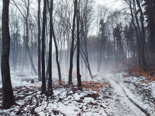 Winter forest in the fog, Gdynia, Poland 