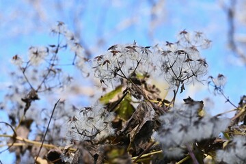 Clematis apiifolia Fluff and seeds. Ranunculaceae deciduous vine subshrub. The fluff seeds after flowering are blown away by the wind. A poisonous plant containing protoanemonin.