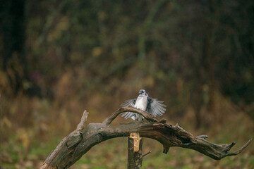 blue jay landing