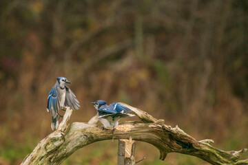 blue jays on a branch