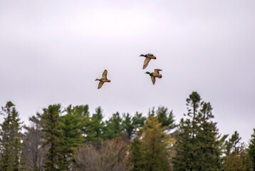 birds in flight