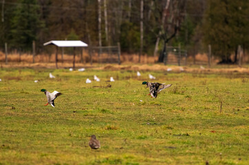 ducks landing