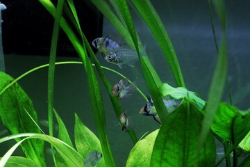 close up  of balloon ram cichlid 