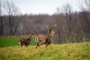 White-tailed deer buck (odocoileus virginianus) chasing a doe during the rut in Wisconsin