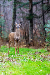 White-tailed deer fawn (odocoileus virginianus) standing alart in Wisconsin
