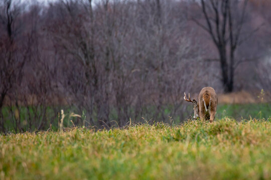 White-tailed deer buck (odocoileus virginianus) on the scent of a doe during the rut in Wisconsin