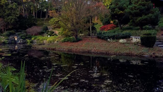 Japanese garden in park colorful sunset with ducks lake