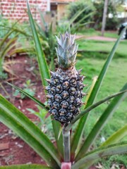 pineapple on the vine