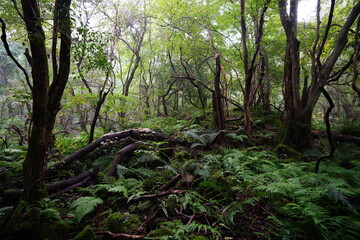 fallen trees and old trees in thick wild forest