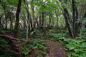 Fototapeta na wymiar fascinating summer path with fern and mossy rocks