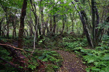 fascinating summer path with fern and mossy rocks