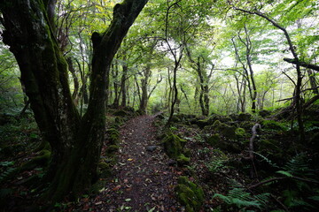 Fototapeta premium fascinating summer path with fern and mossy rocks