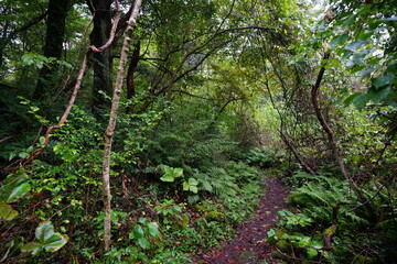 fine path through thick summer forest