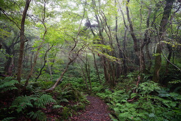 wild summer forest with fine path