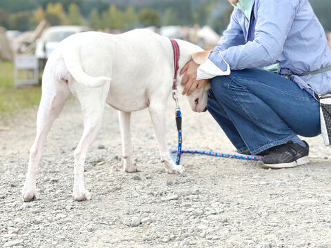 キャンプ場で犬を撫でる女性