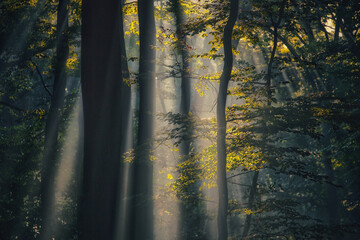 Fototapeta premium Panoramic view of the majestic evergreen forest in a morning fog. Mighty pine tree silhouettes. Atmospheric dreamlike summer landscape. Sun rays, mysterious golden light. Nature, fantasy, fairytale